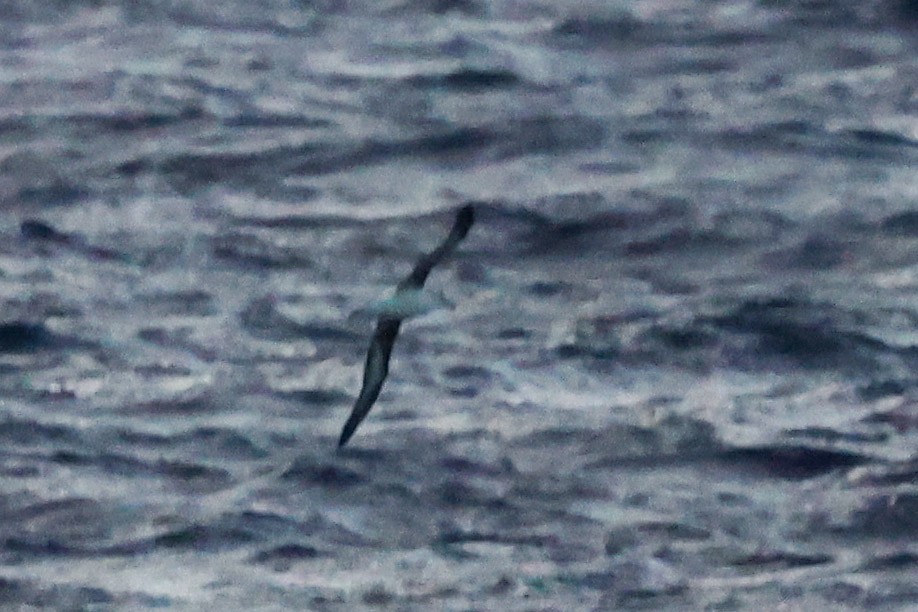 large albatross sp. - ML633083816