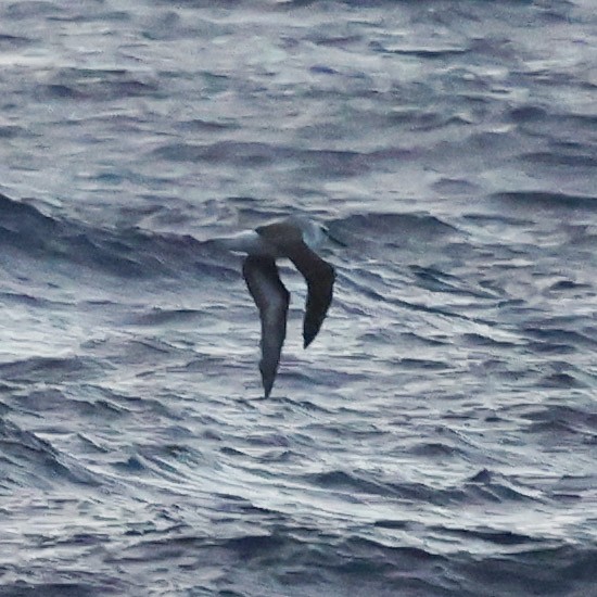 large albatross sp. - ML633083817
