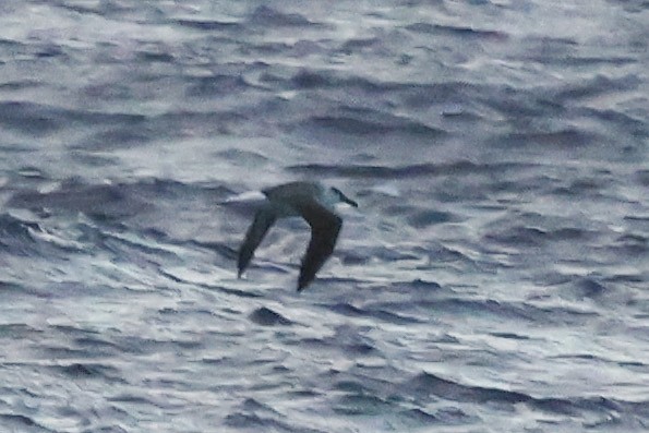 large albatross sp. - ML633083818