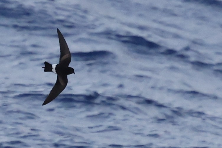 ub. stormsvale (Oceanitidae/Hydrobatidae sp.) - ML633083844