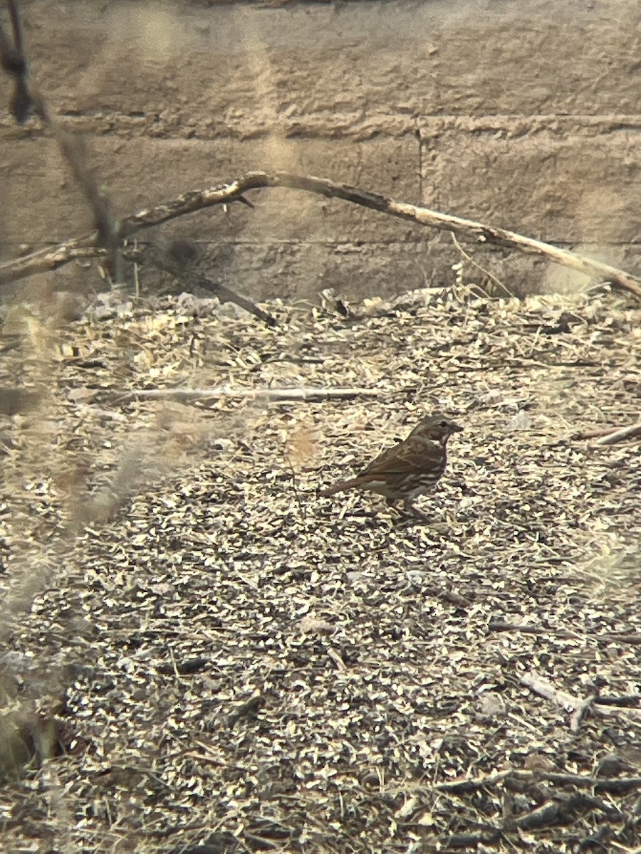 Fox Sparrow - ML633083865