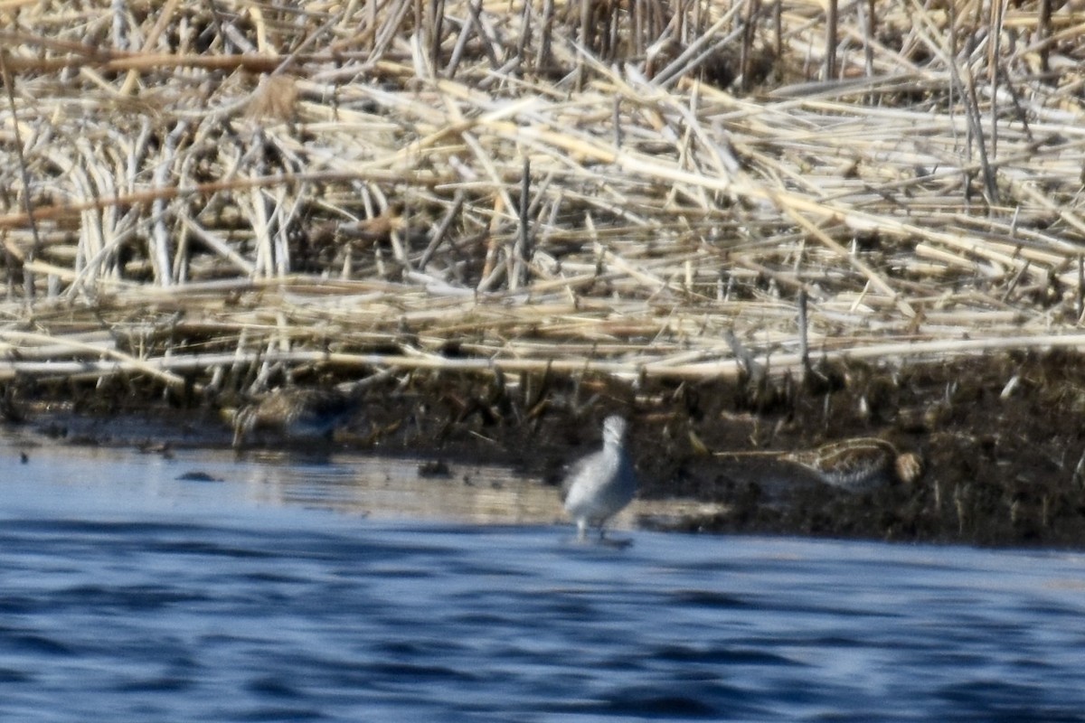 Wilson's Snipe - ML633084063