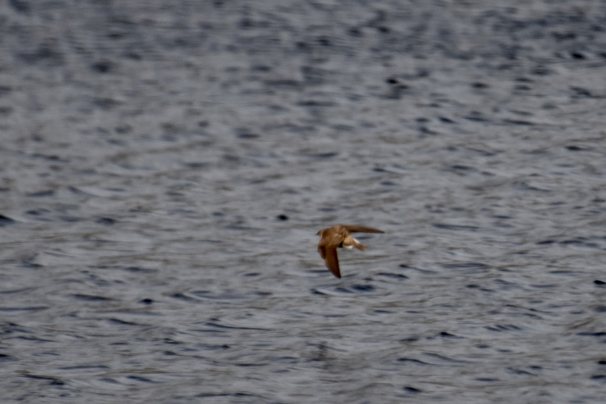 Northern Rough-winged Swallow - ML633084125