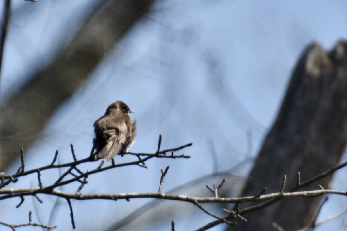 Northern Rough-winged Swallow - ML633084126