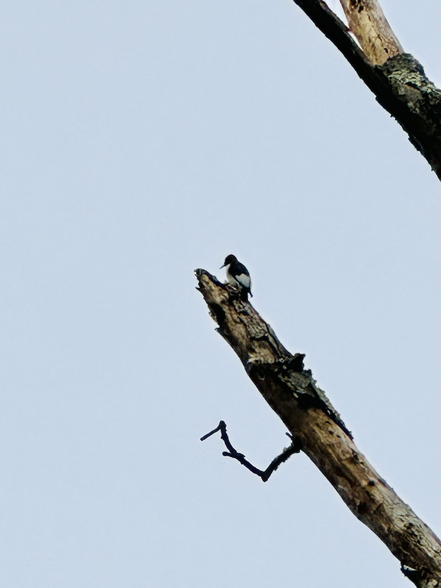 Red-headed Woodpecker - ML633084255