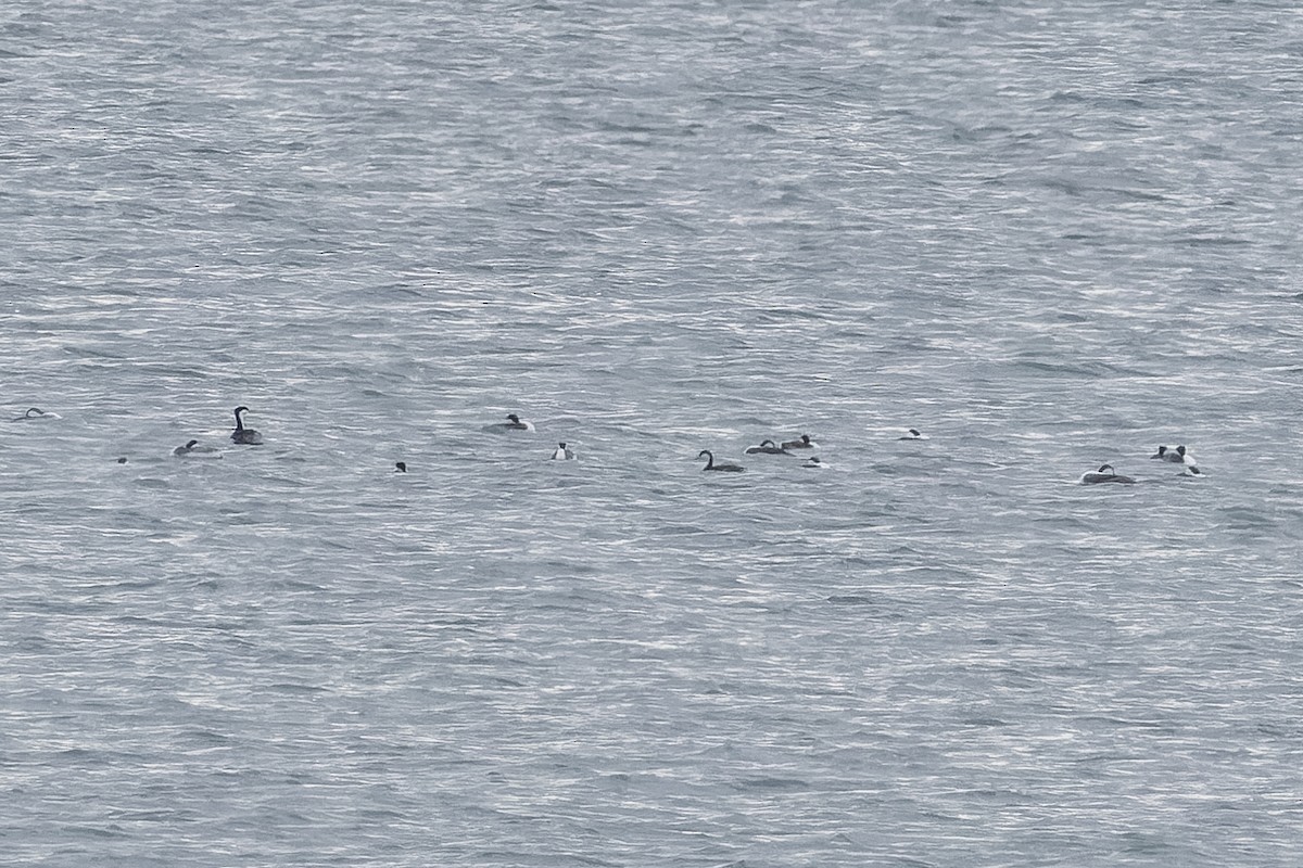 Western Grebe - ML633084311