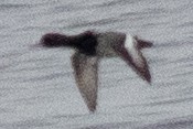 Greater Scaup - ML633084356