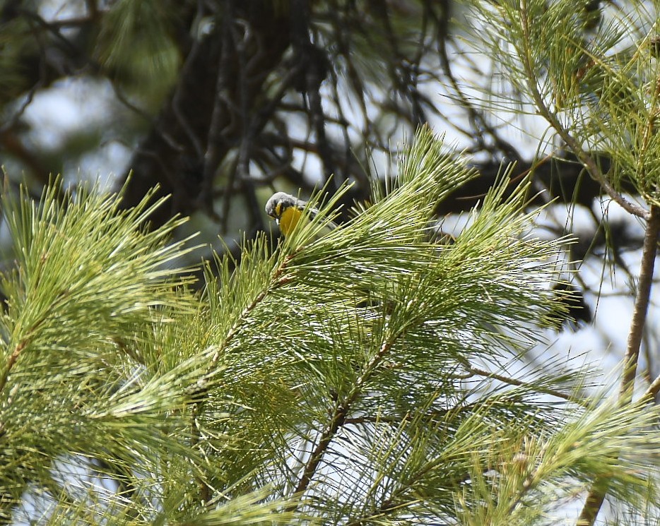 Grace's Warbler - ML633084434