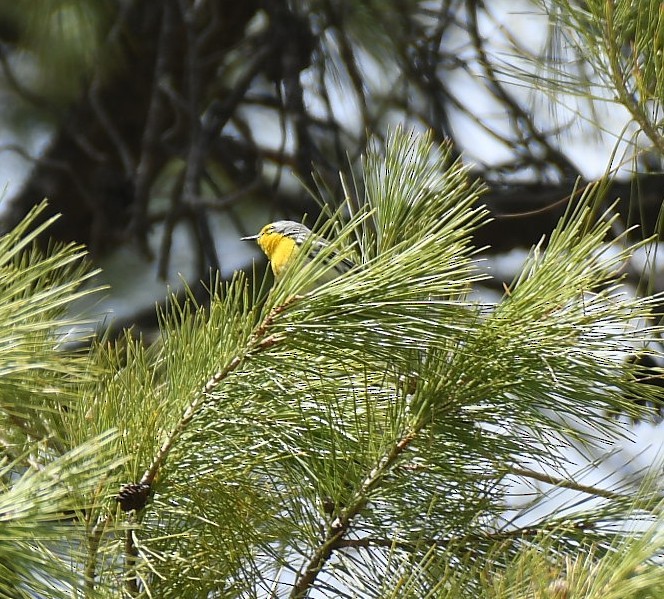 Grace's Warbler - ML633084435