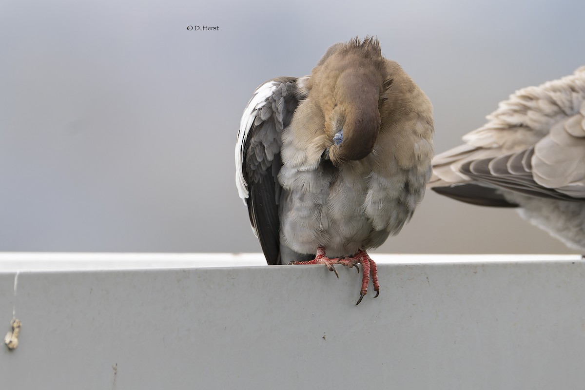 White-winged Dove - ML633084635
