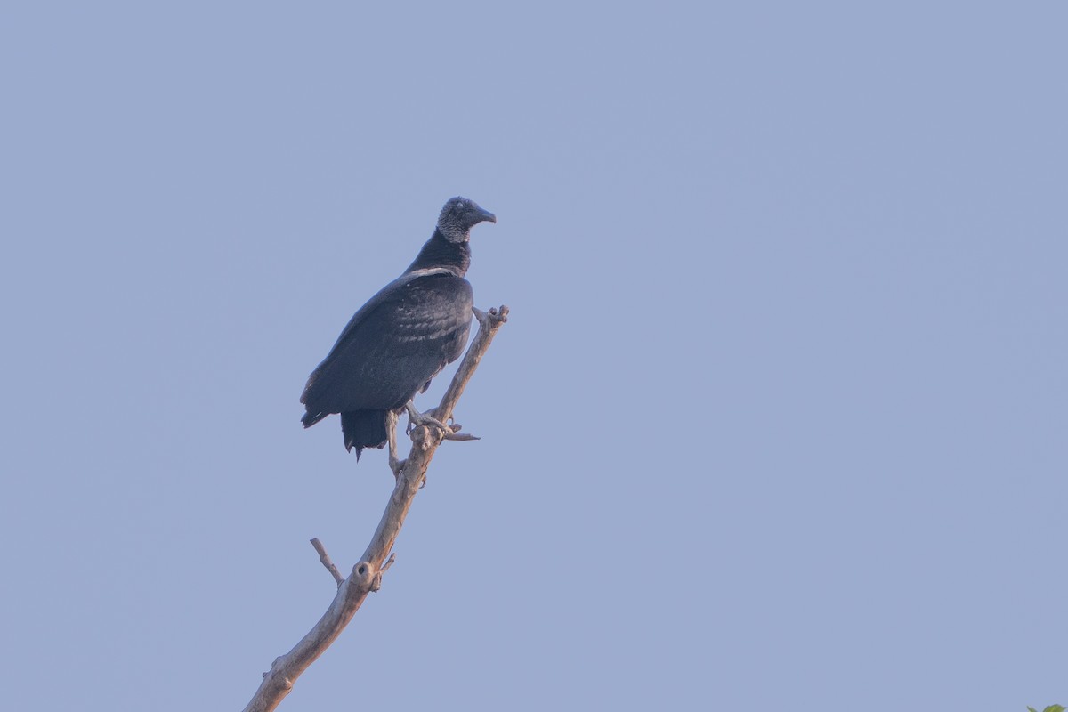 Black Vulture - ML633084812