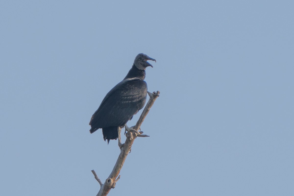 Black Vulture - ML633084813