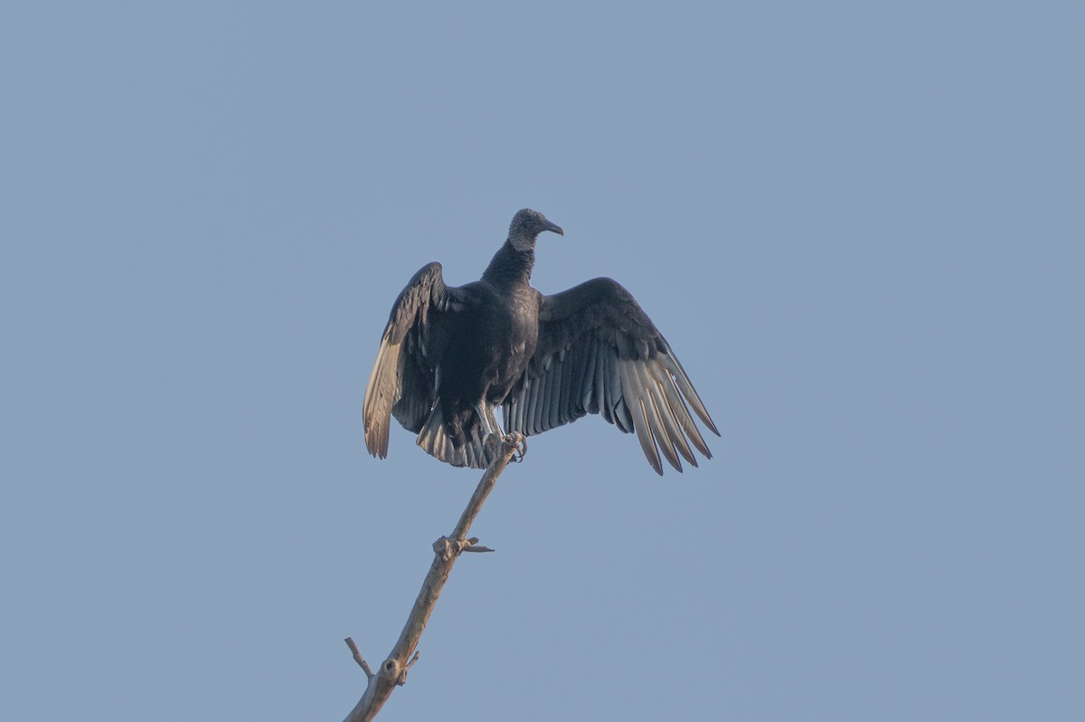 Black Vulture - ML633084814