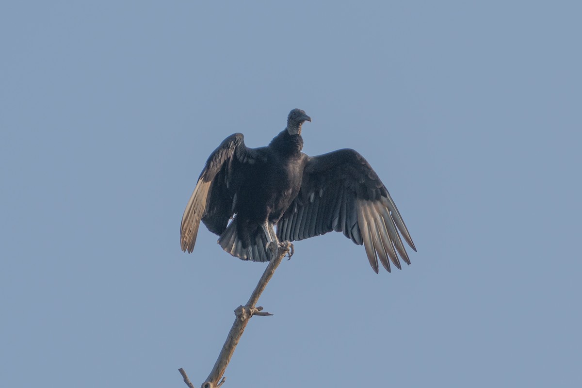 Black Vulture - ML633084815