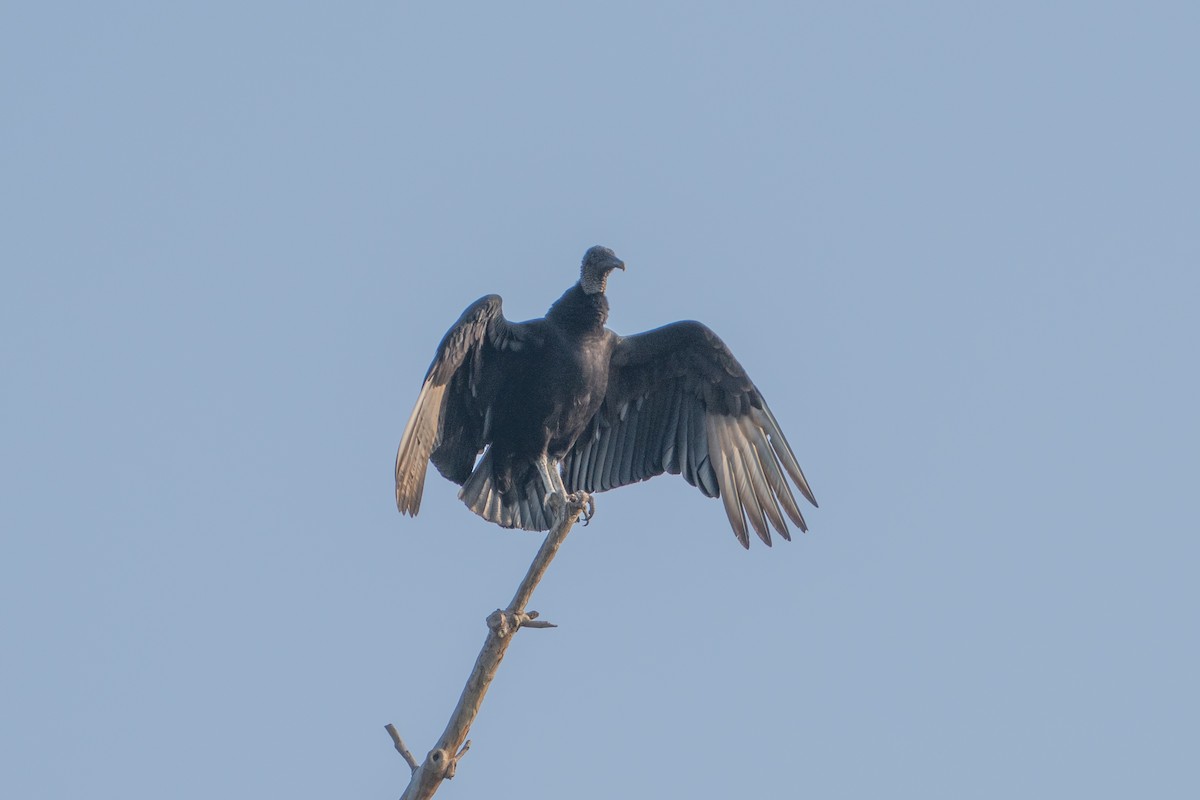 Black Vulture - ML633084816
