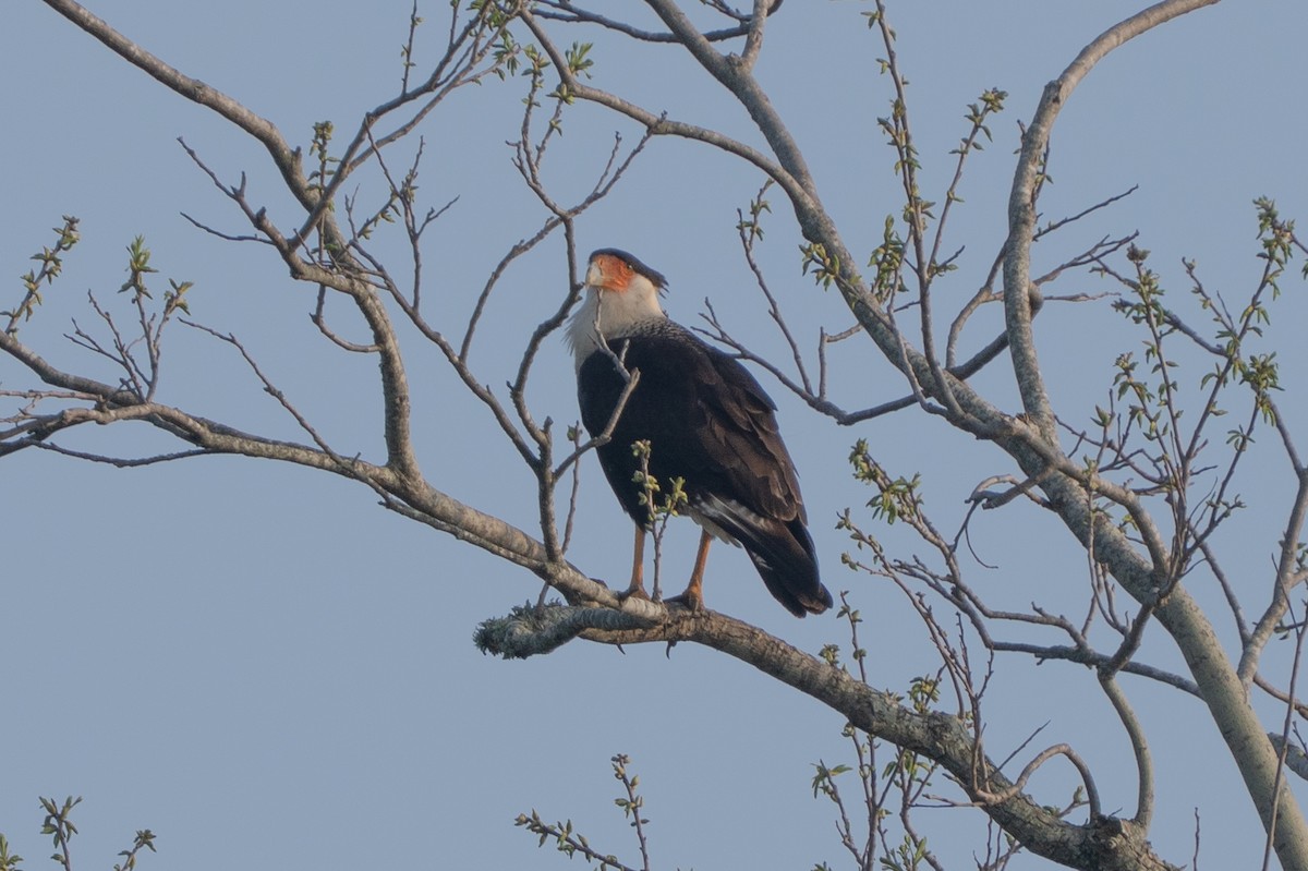 Crested Caracara - ML633084831