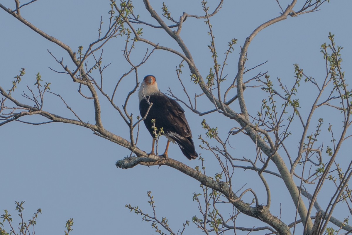 Crested Caracara - ML633084832