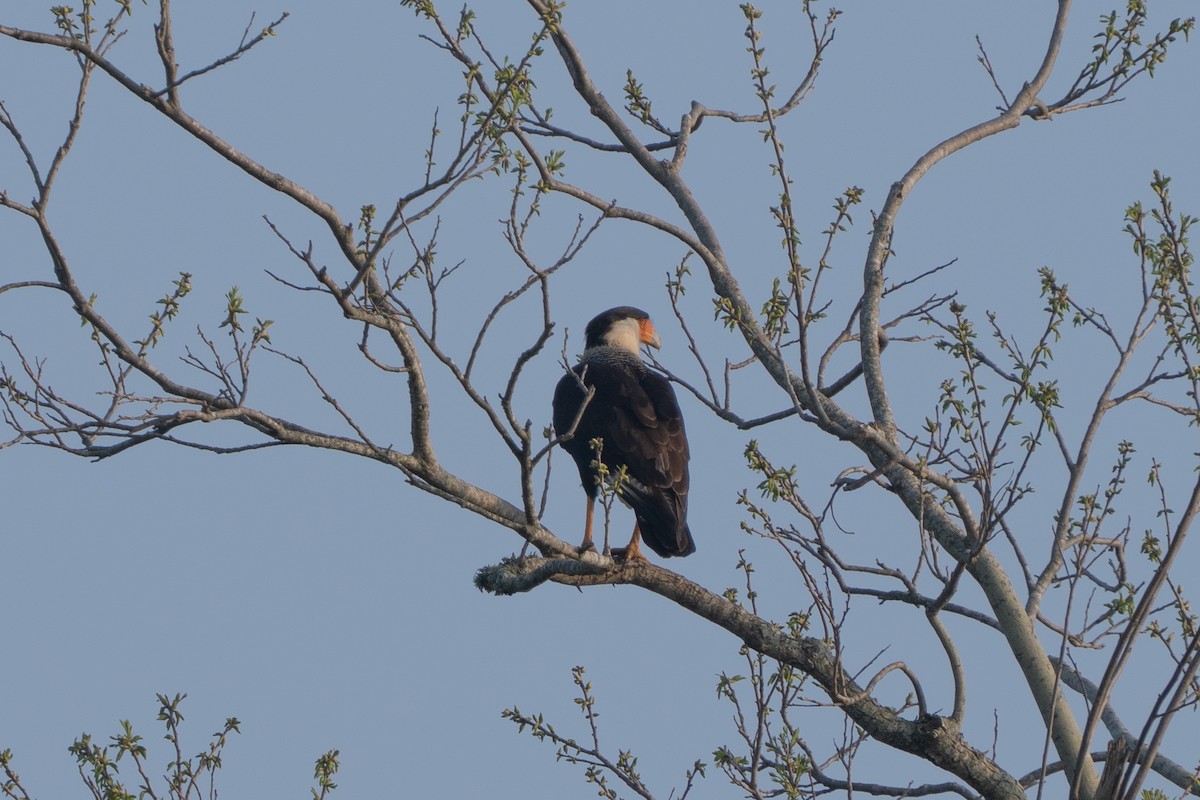 Crested Caracara - ML633084833