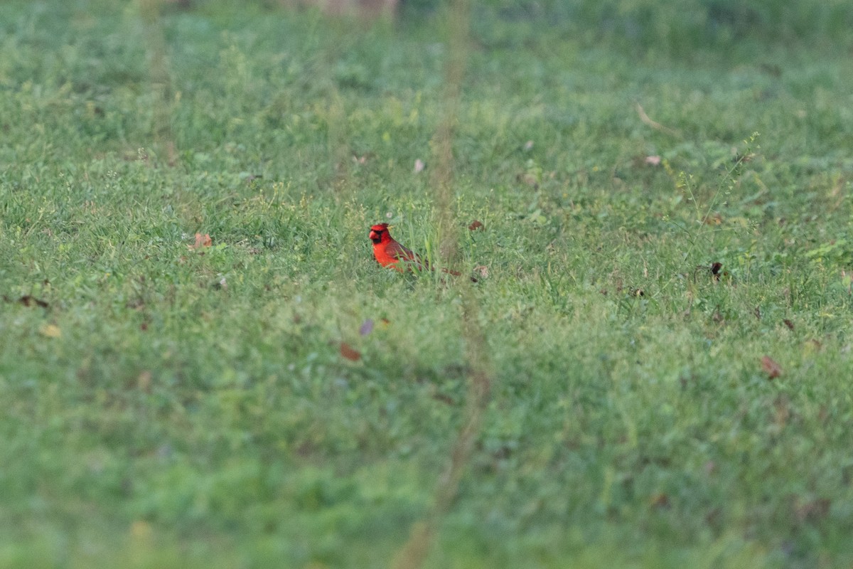 Northern Cardinal - ML633084857