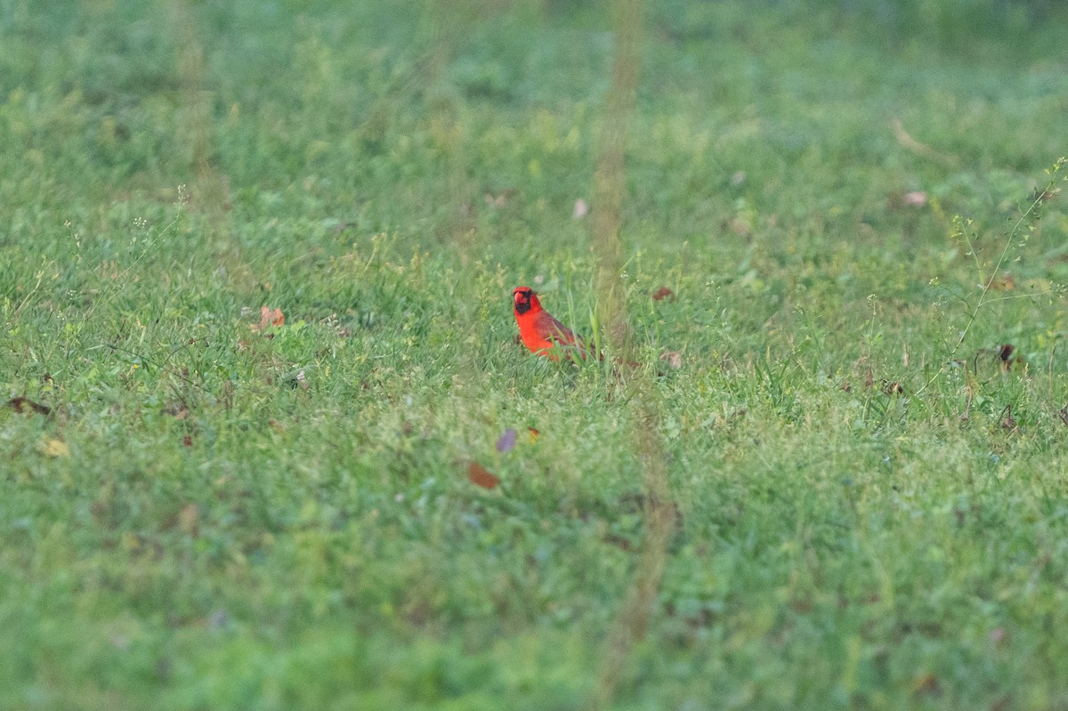 Northern Cardinal - ML633084858