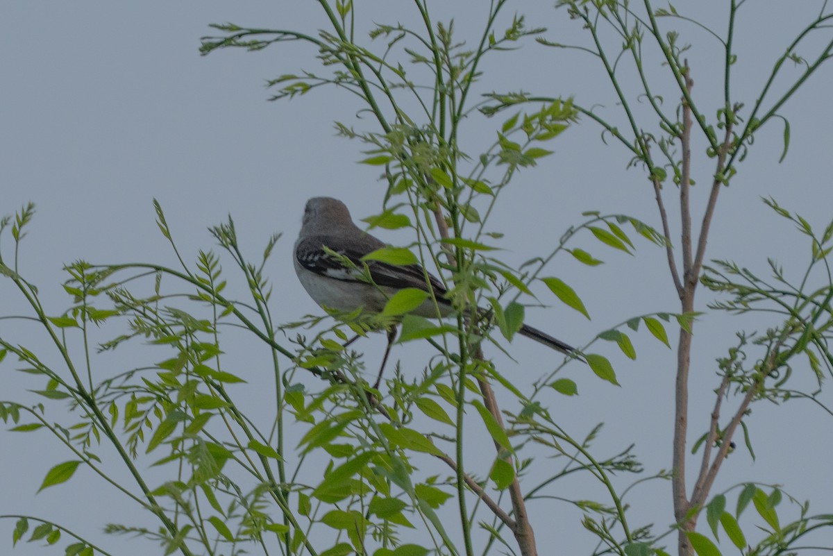 Northern Mockingbird - ML633084868