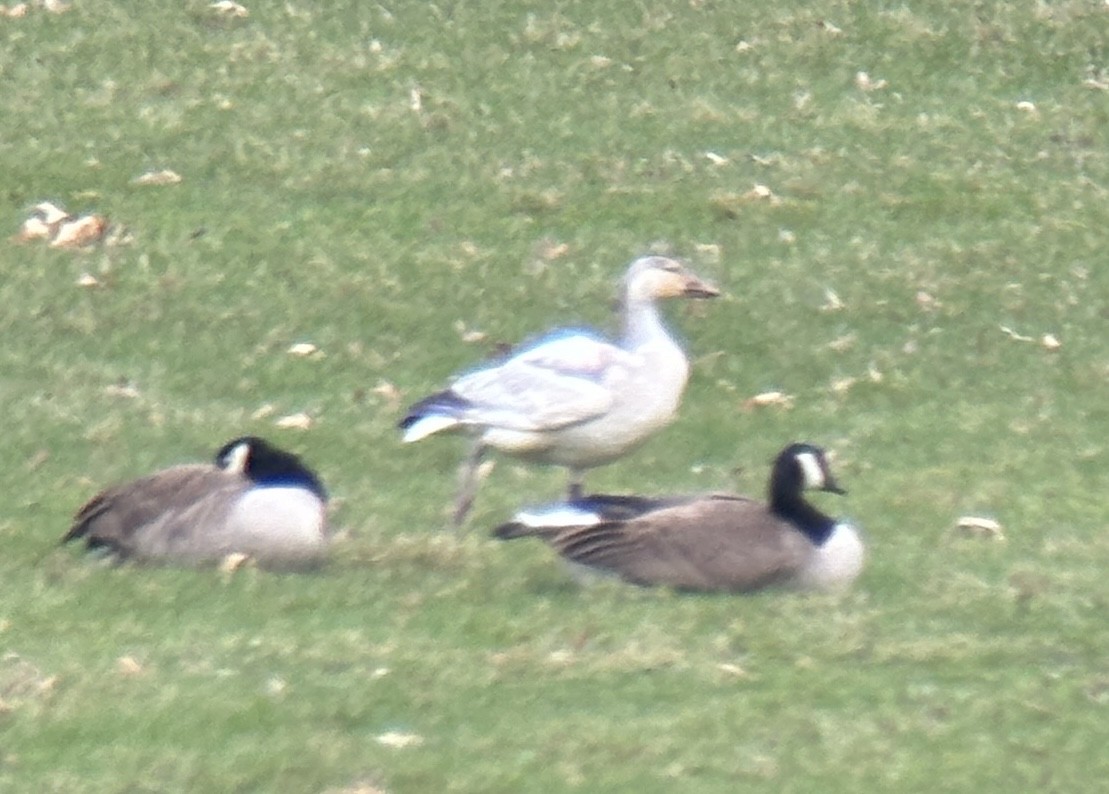 Snow Goose - ML633084941