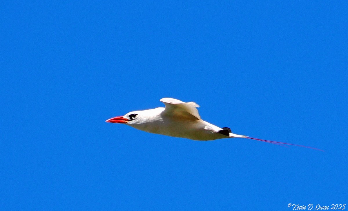Red-tailed Tropicbird - ML633084979