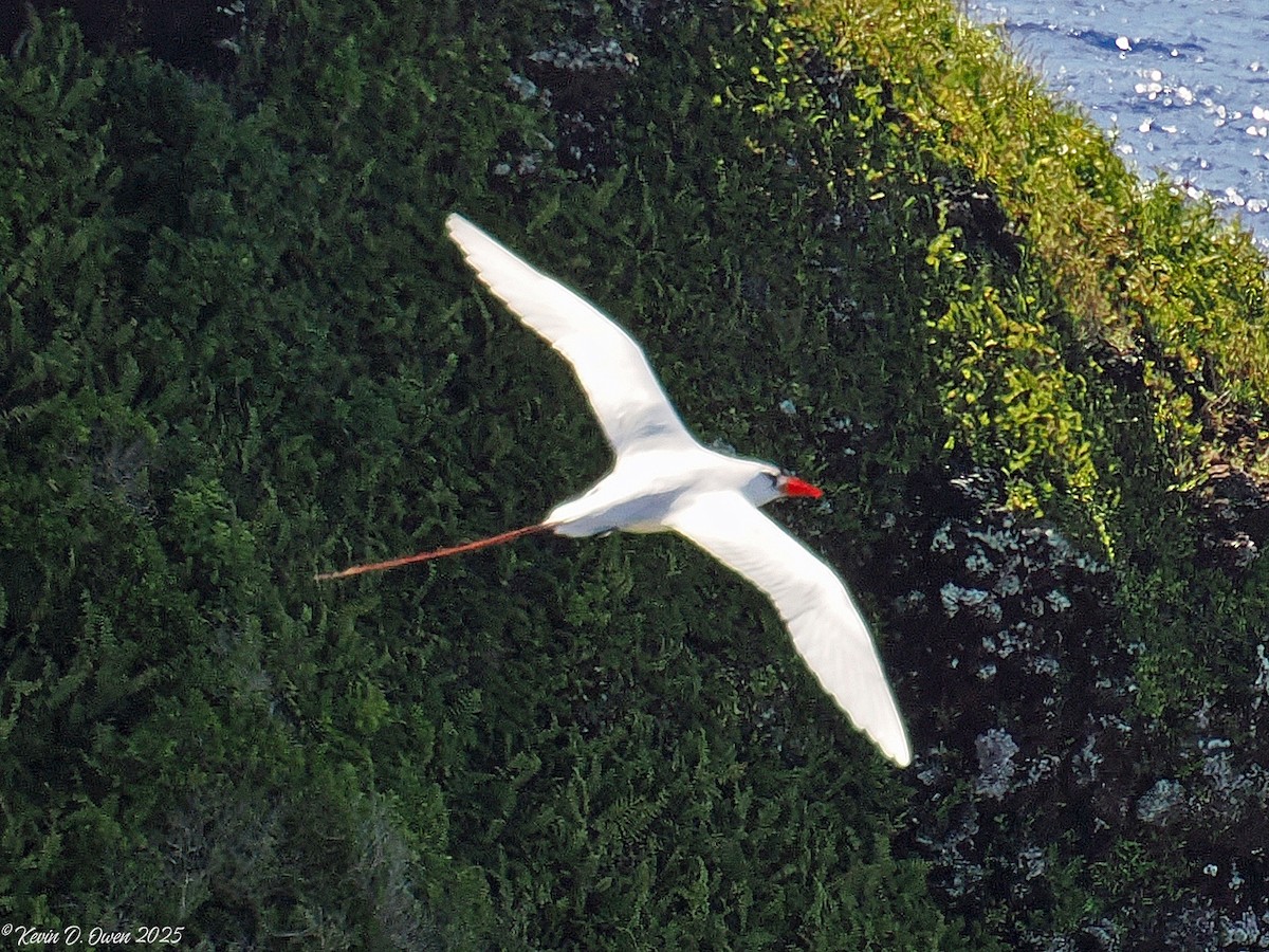 Red-tailed Tropicbird - ML633084980