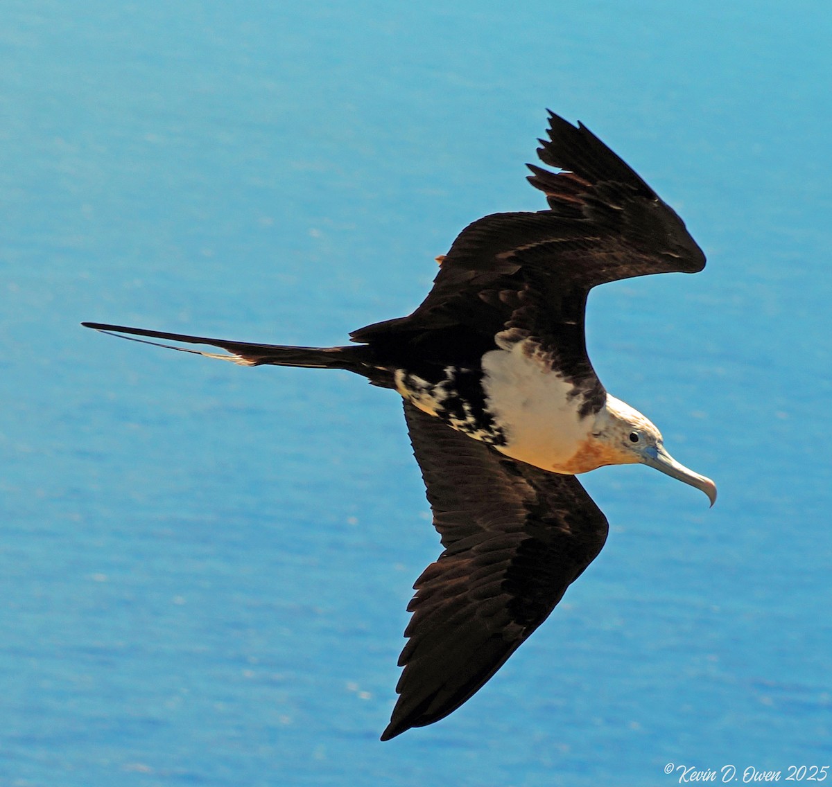 Great Frigatebird - ML633084987