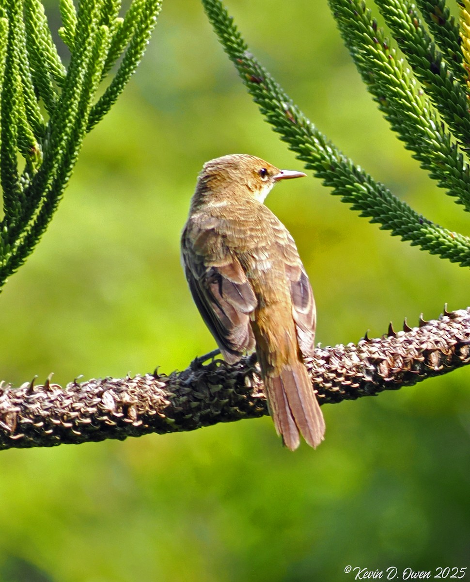 Pitcairn Reed Warbler - ML633085000