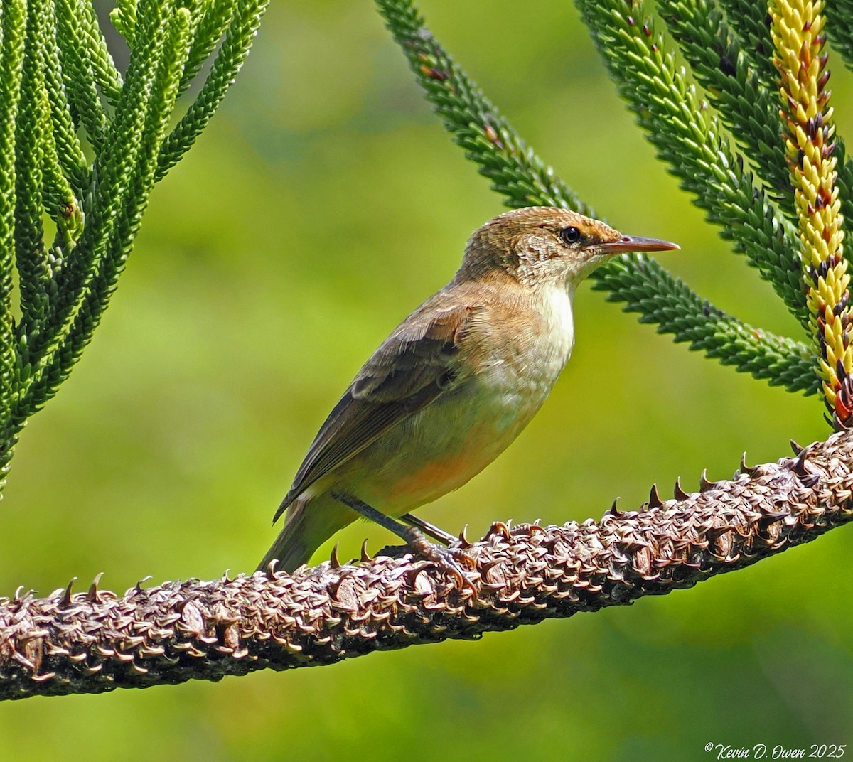 Pitcairn Reed Warbler - ML633085001