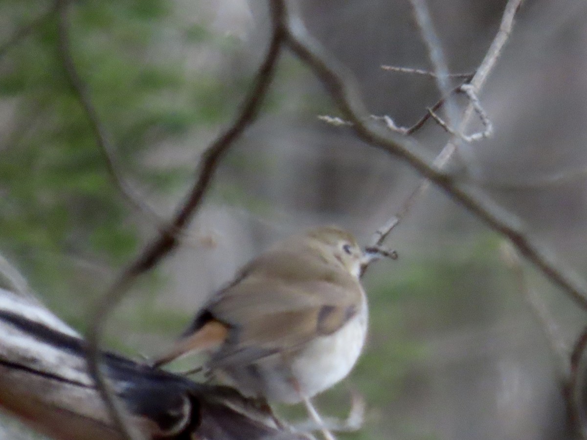 Hermit Thrush - ML633085017
