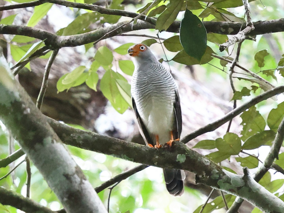 Lined Forest-Falcon - ML633085131