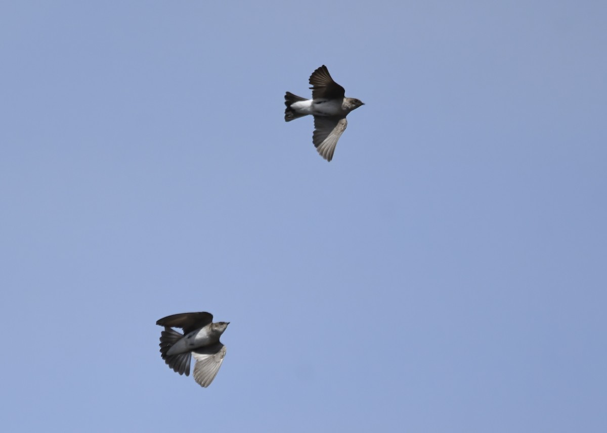 Northern Rough-winged Swallow - ML633085286