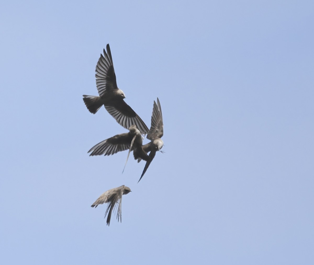 Northern Rough-winged Swallow - ML633085290
