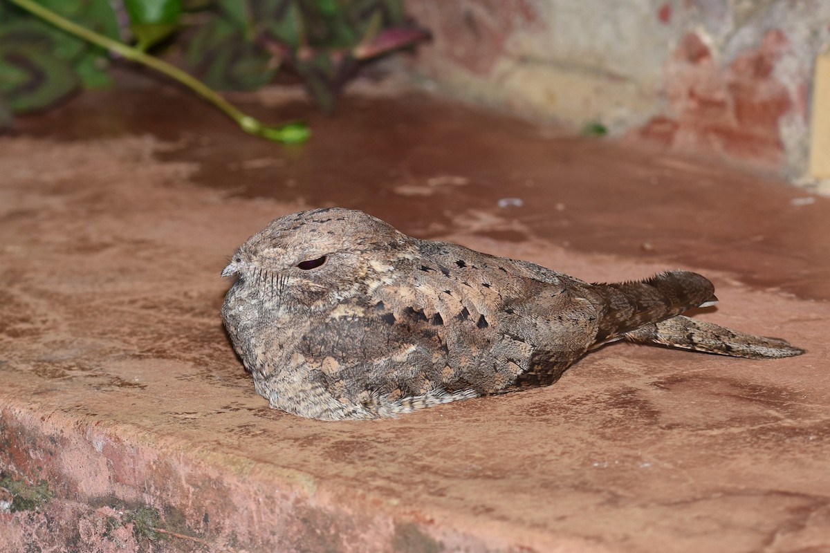 Plain Nightjar - ML633085319