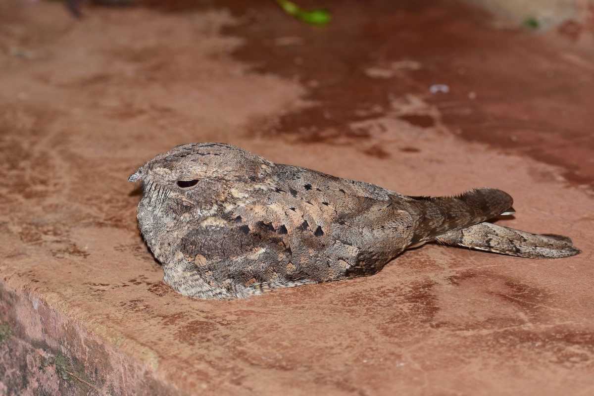 Plain Nightjar - ML633085320