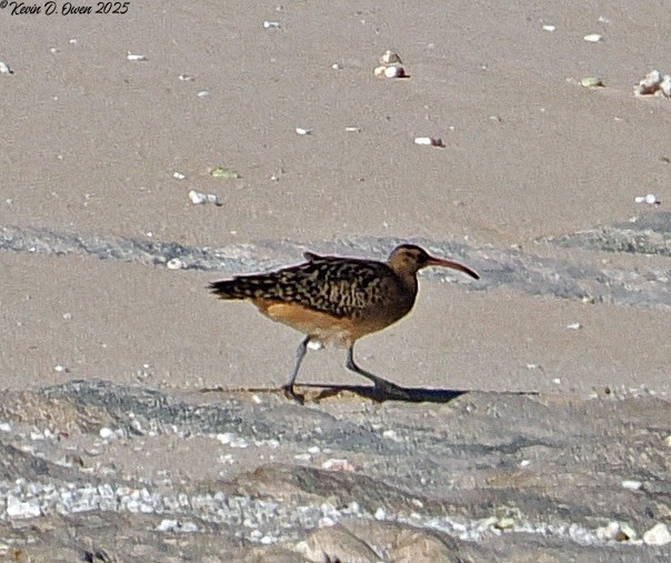 Bristle-thighed Curlew - ML633085362