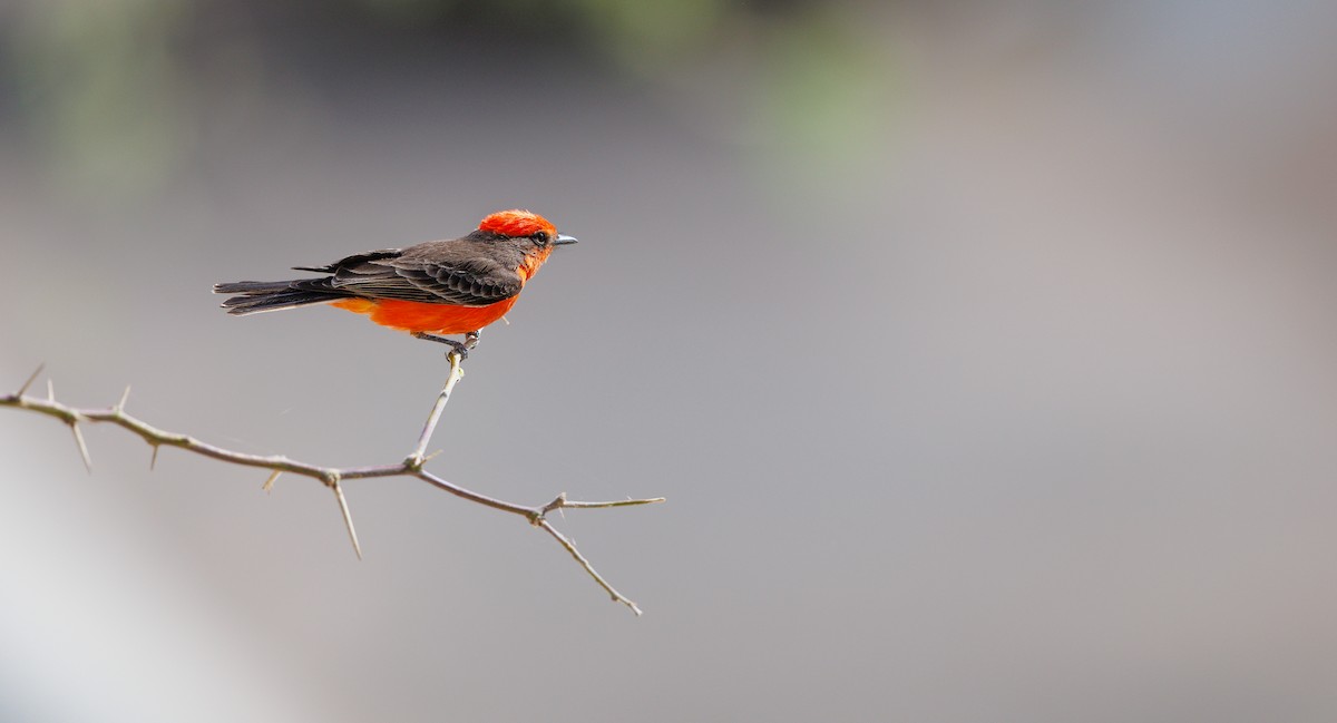 Vermilion Flycatcher - ML633085409