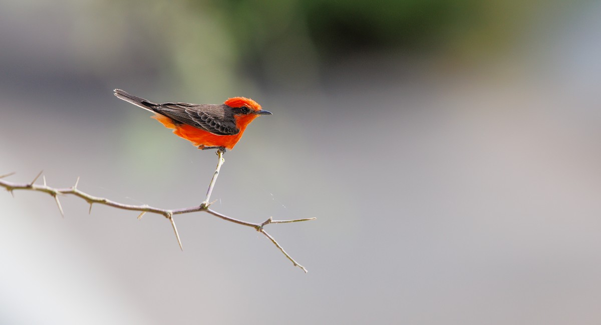 Vermilion Flycatcher - ML633085440