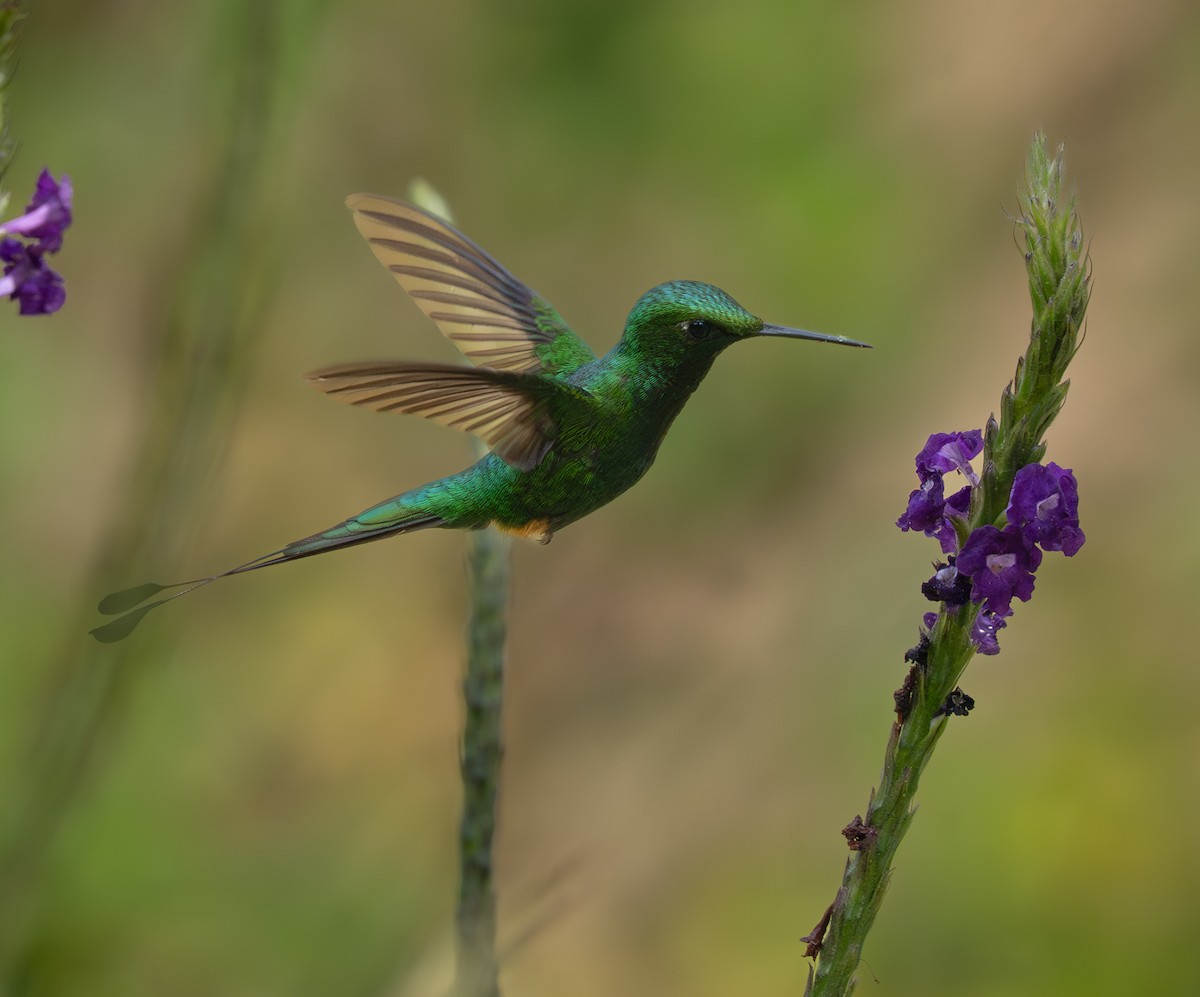 Rufous-booted Racket-tail - ML633085444