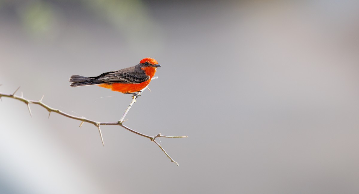 Vermilion Flycatcher - ML633085481