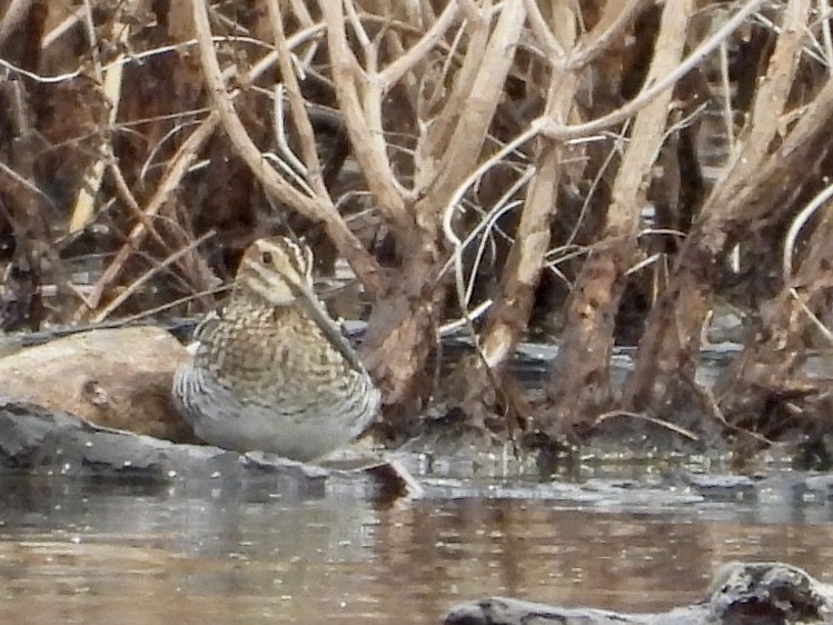 Wilson's Snipe - ML633085515