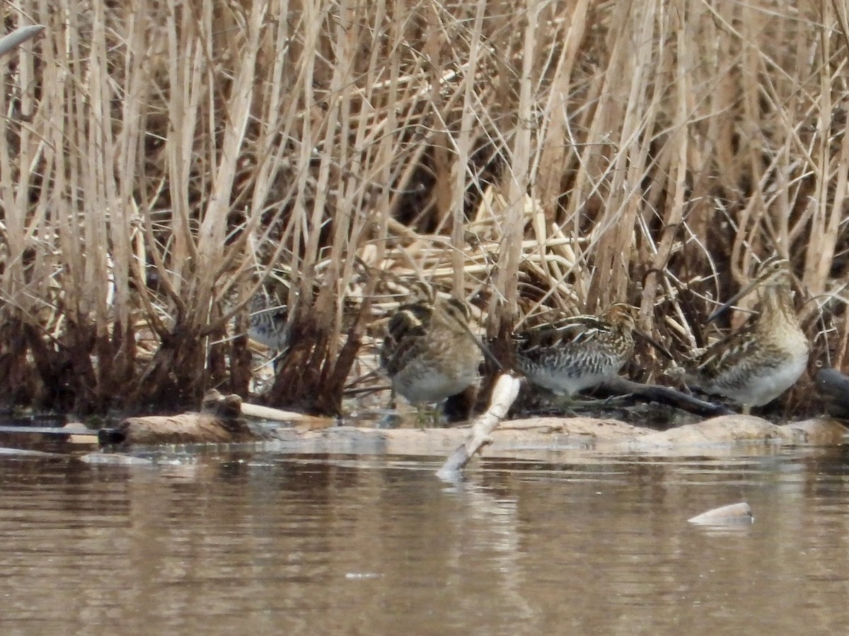 Wilson's Snipe - ML633085516