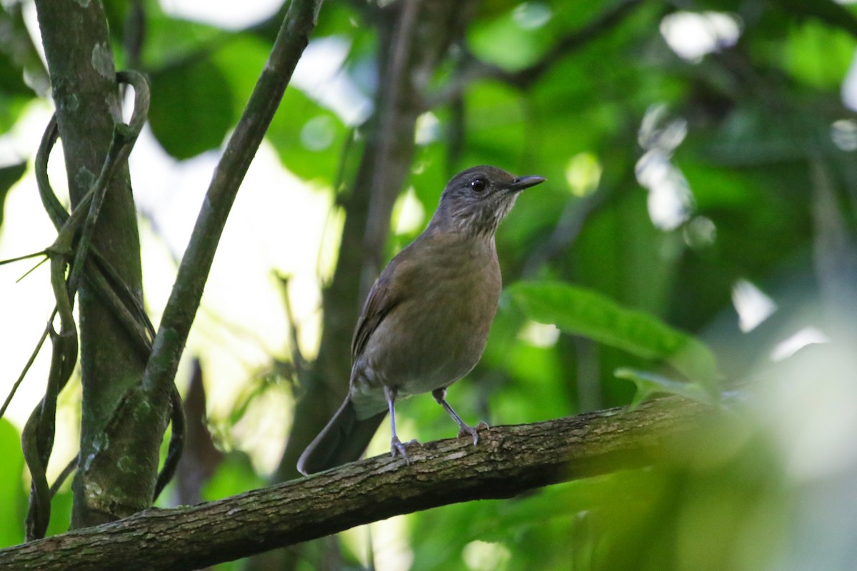 Pale-breasted Thrush - ML633085774