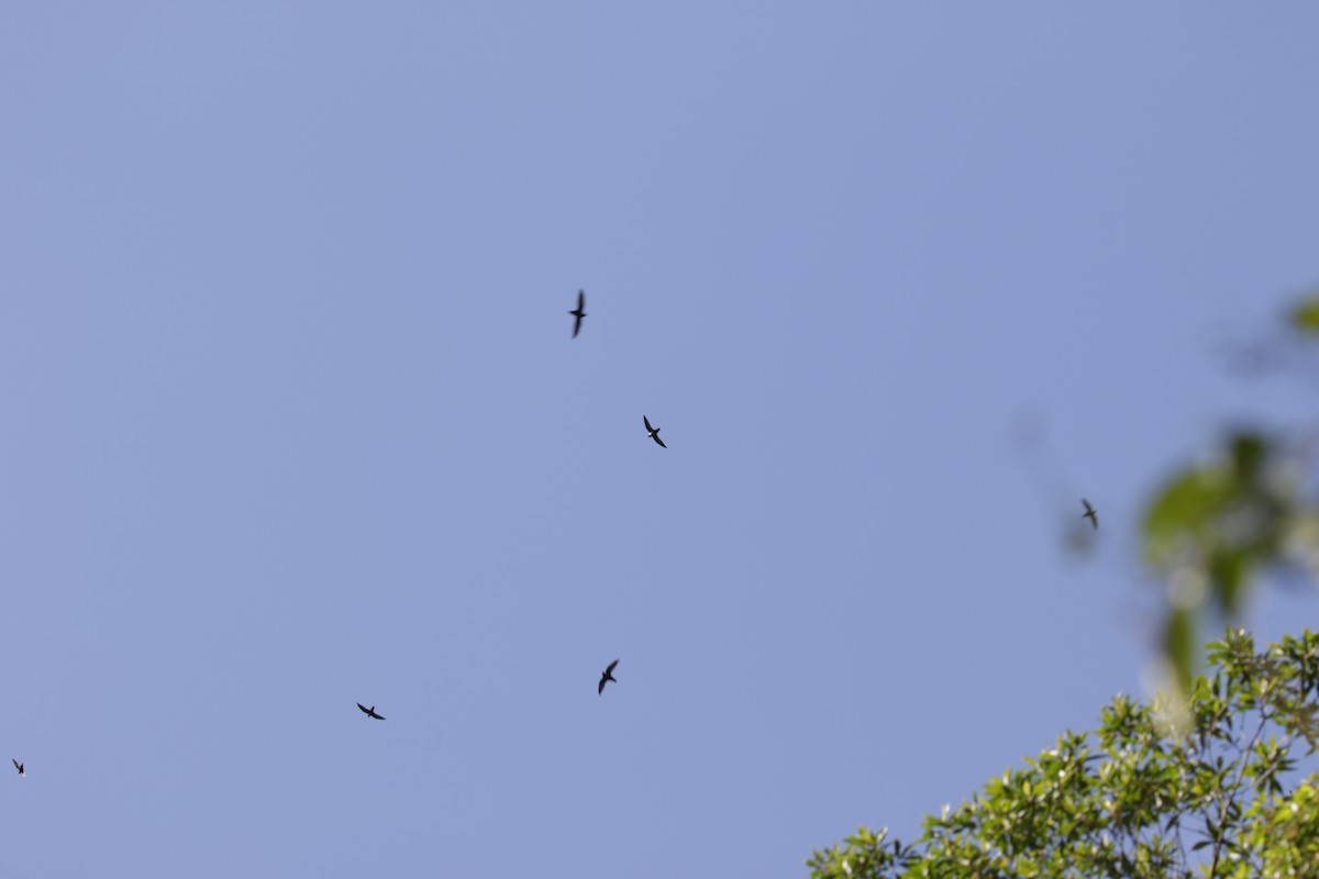 White-collared Swift - ML633085796