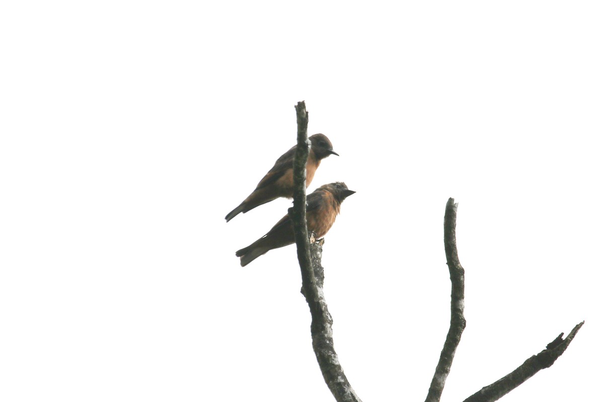 Cliff Flycatcher - ML633085809