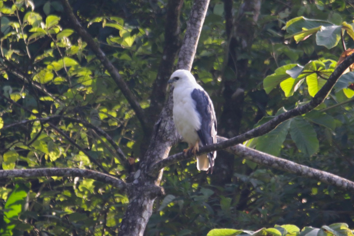 Mantled Hawk - ML633085969