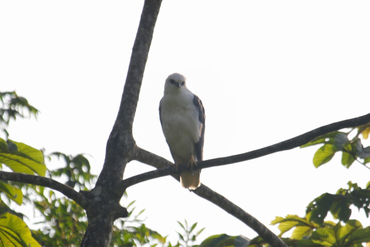 Mantled Hawk - ML633085973