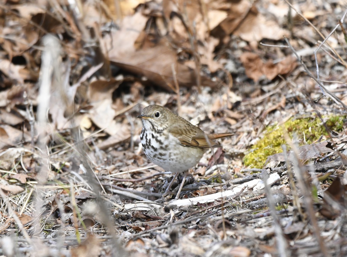 Hermit Thrush - ML633085995